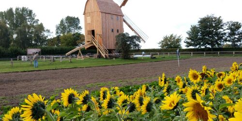 Die letzte Bockwindmühle in der Region steht im Freilichtmuseum Klockenhagen., Foto: Freilichtmuseum Klockenhagen